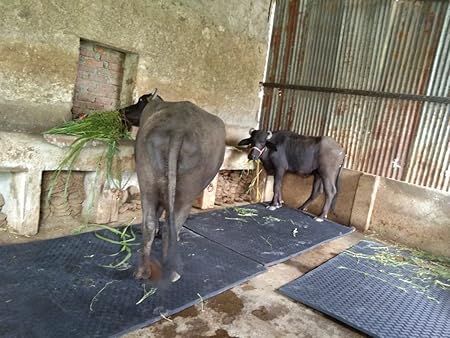 DIVAYANSHI Animal Feeding Waterproof mat 92×56 INCH and 15 mm Thickness, Wt. 5 KGS BPA Free for Horse, Cow, Buffalo and Bull Easy to Clean (ASL)