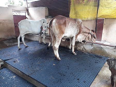 DIVAYANSHI Animal Feeding Waterproof mat 92×56 INCH and 15 mm Thickness, Wt. 5 KGS BPA Free for Horse, Cow, Buffalo and Bull Easy to Clean (ASL)